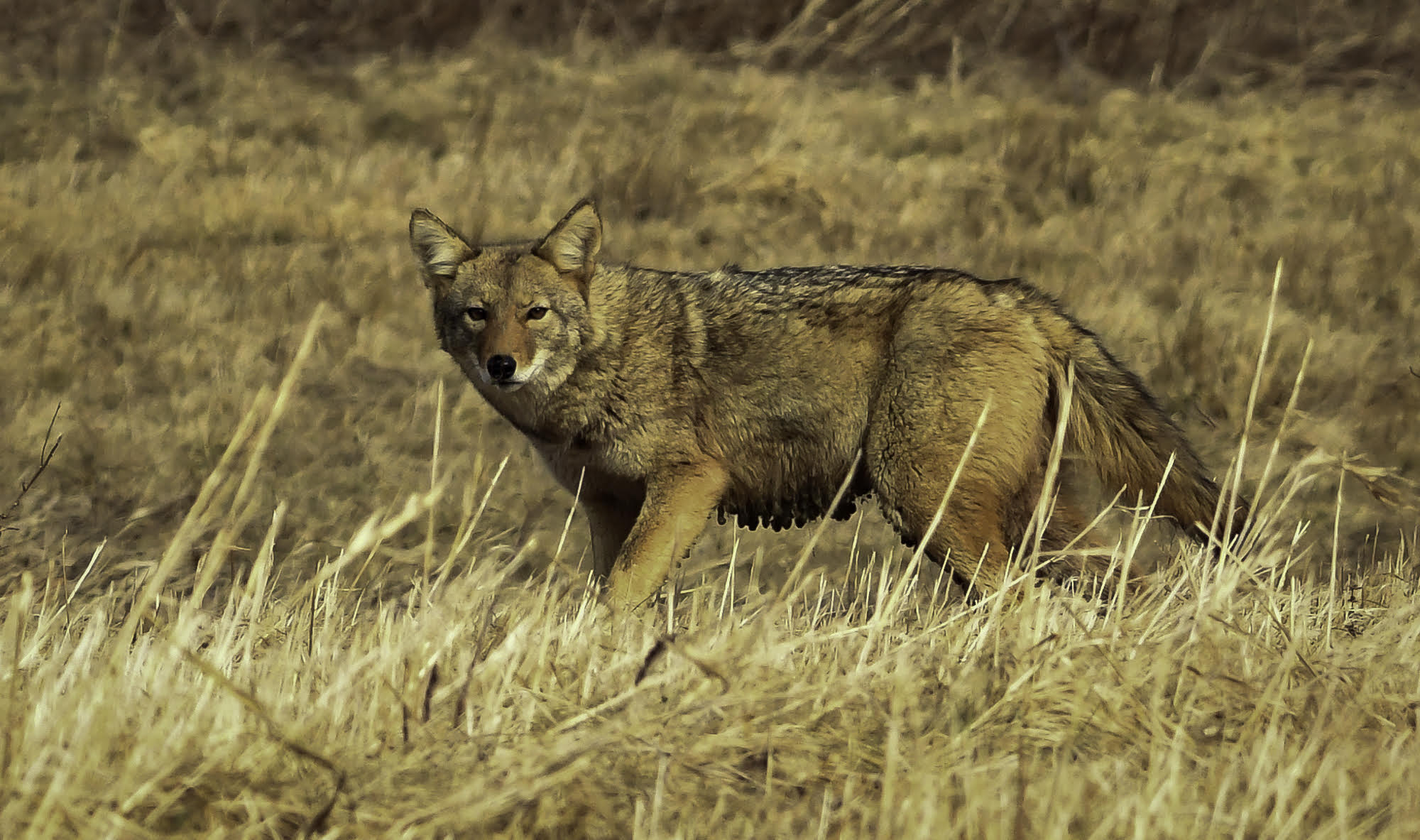 Arizona becomes 4th state to ban coyote and other fur-bearing wildlife  killing contests